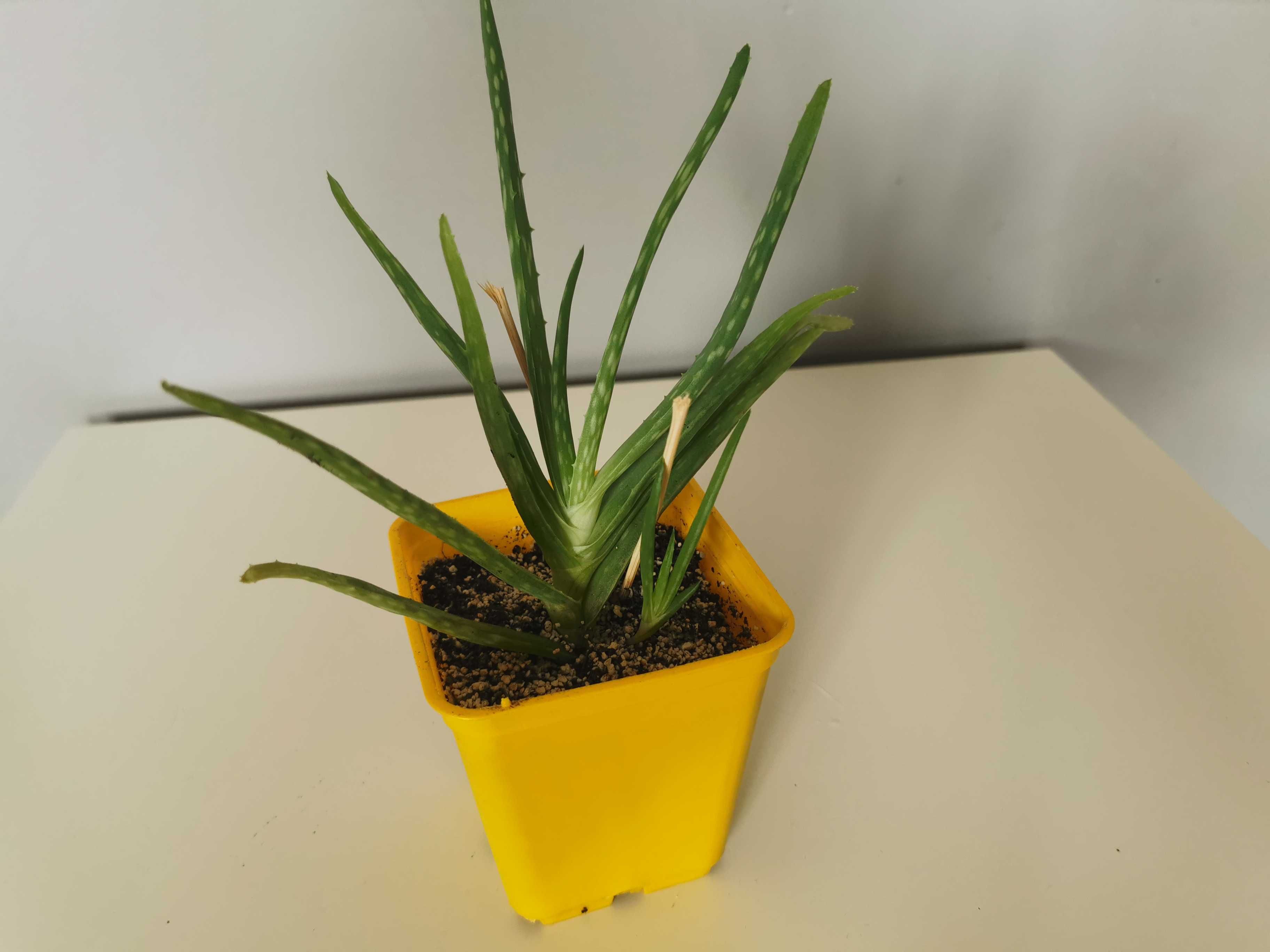 Aloes, Aloe Vera, Aloes zwyczajny, leczniczy kaktus