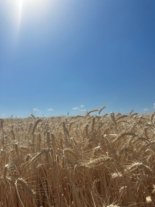 Продам пшеницю по 8000грн обʼєм 48тон