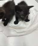 2 gatinhos pretos