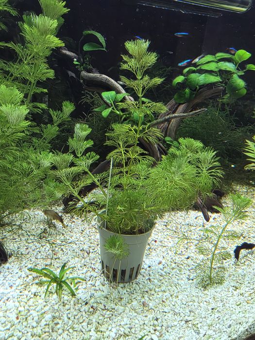 Plantas e Peixes Aquario