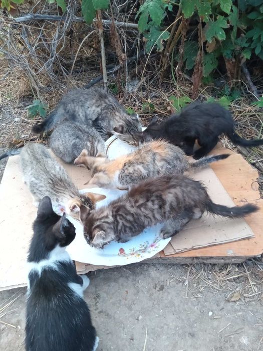 Котята в хорошие руки, Очаков