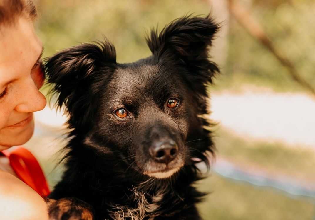 Mały, młody, słodki psiaczek poleca się do adopcji!!!