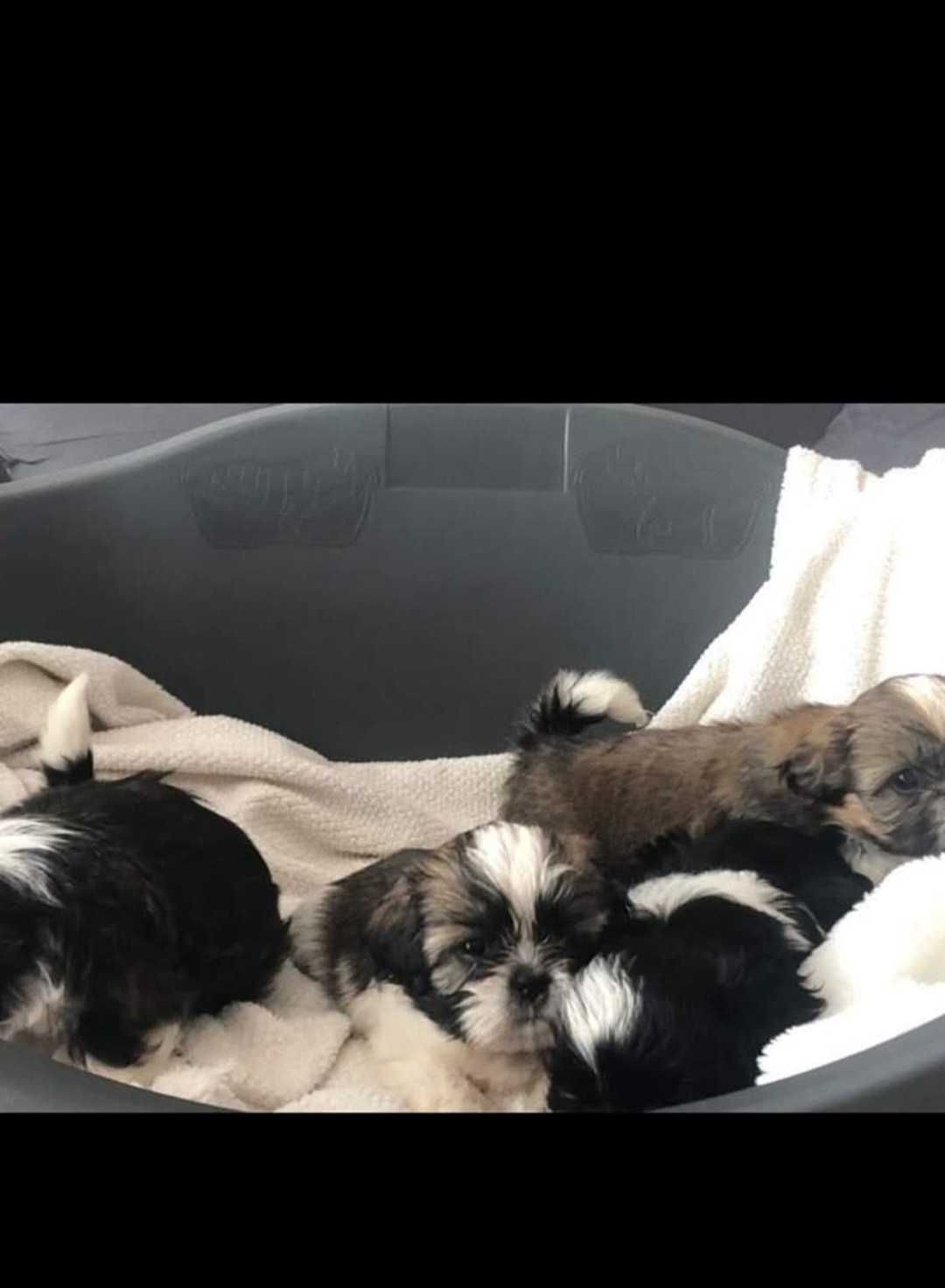 Shih Tzu z rodowodem