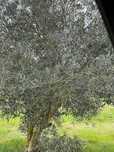 Oliveiras para jardim