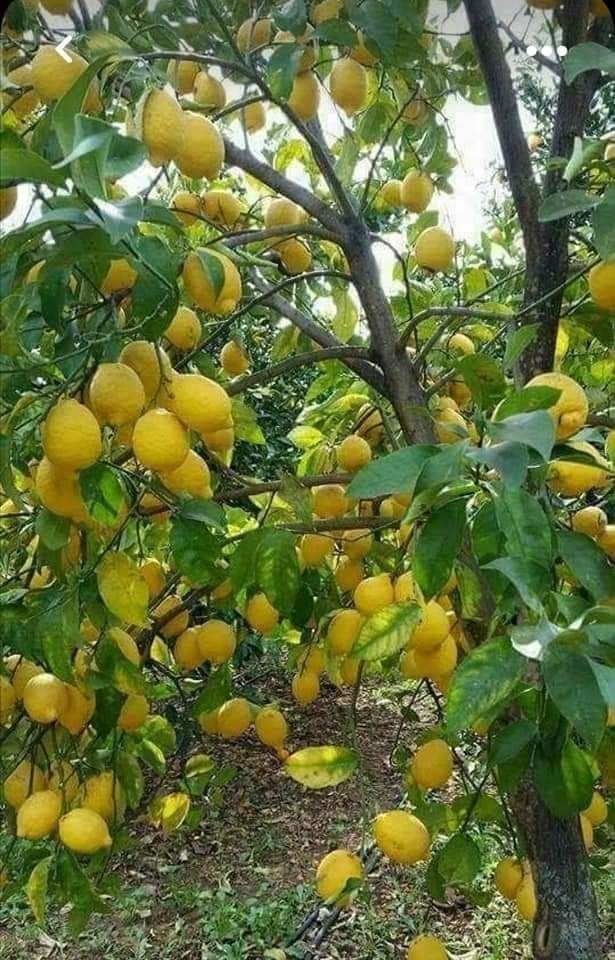 Venda de Limão tenho quantidade aberto a propostas