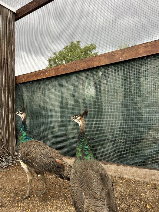 Pavoes jovens  filhos de pavoa branca