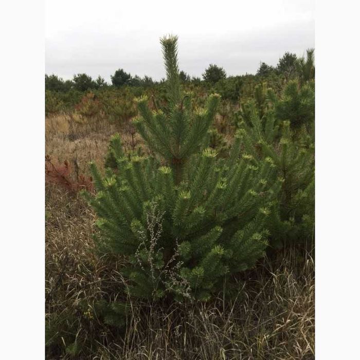 Новорічні ялинки, сосна звичайна