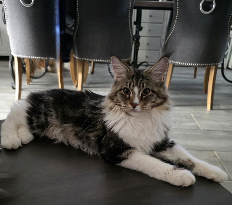 Piękna kotka Maine Coon