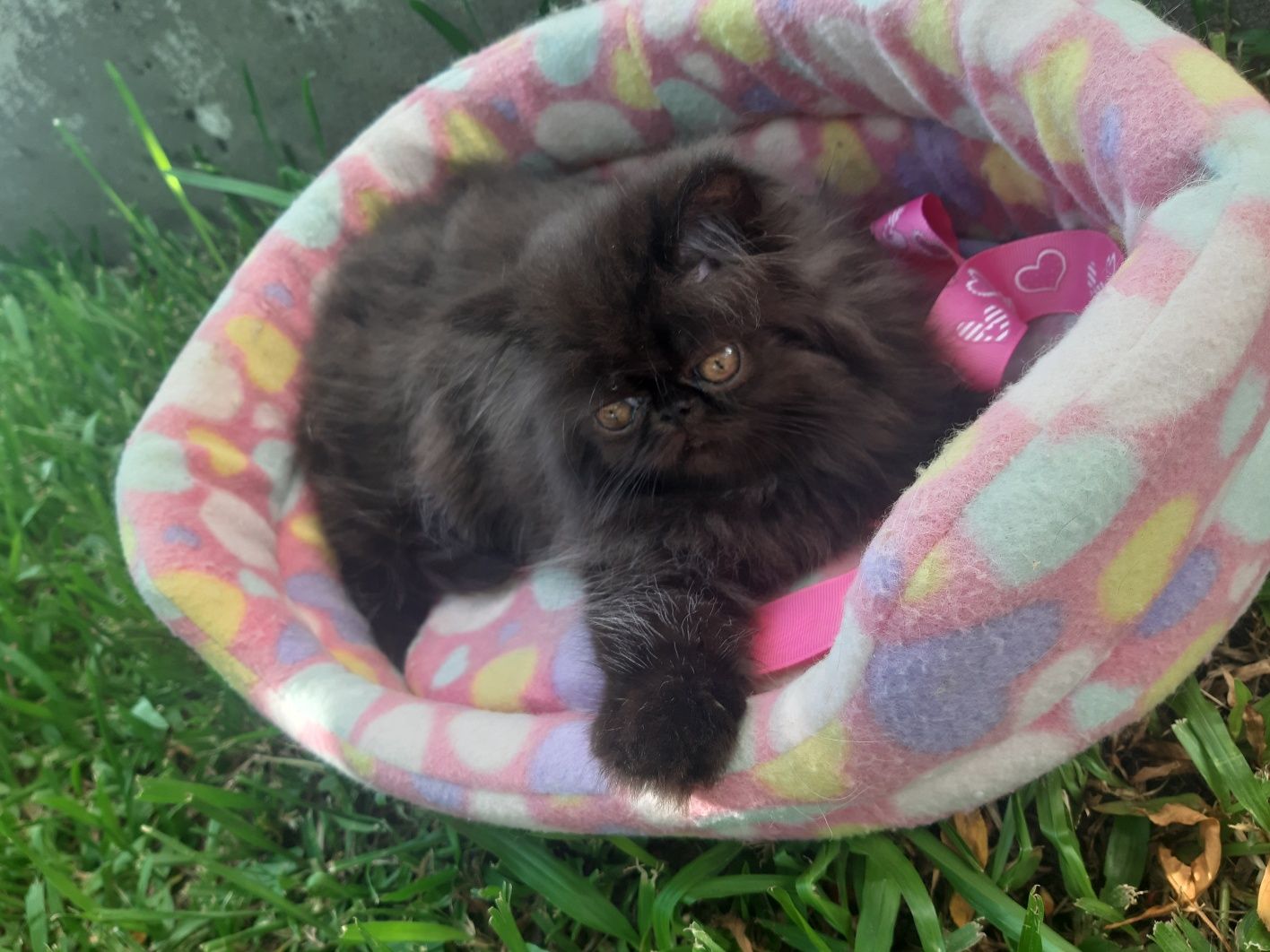 Gato persa preto