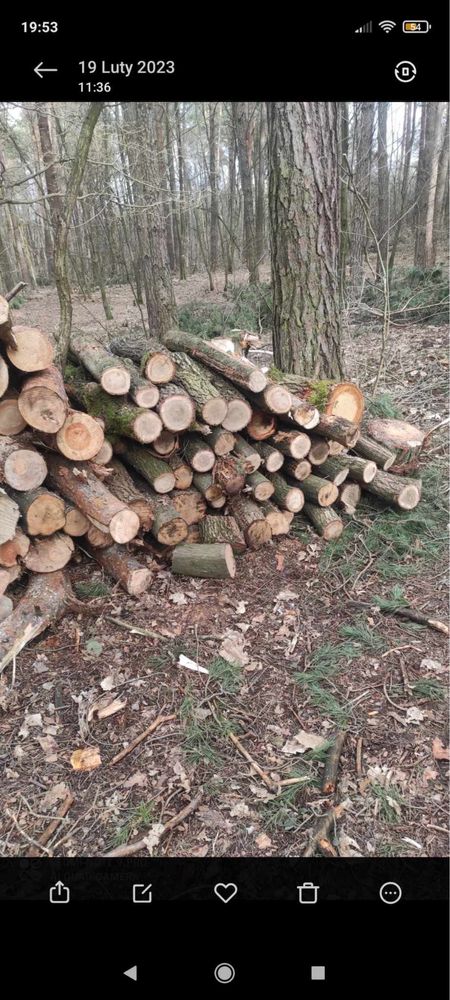 Sprzedam drewno dąb, grab, brzoza, olcha, sosna,czeremcha