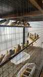 Vendo diamantes de gould