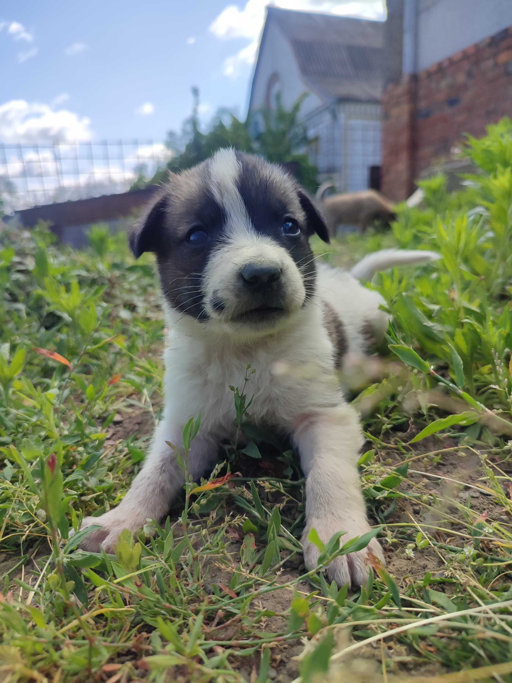 Віддам цуценят добрі руки!