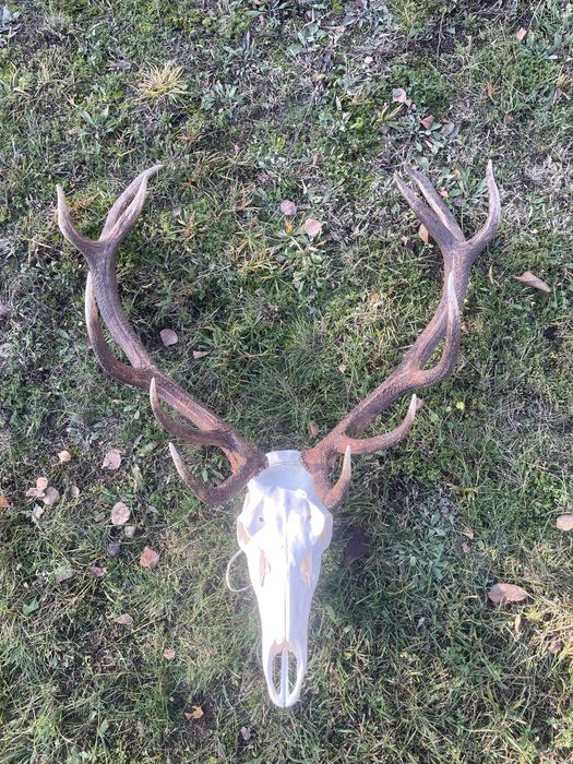 Trofeum wieniec jelenia 14-stak nieregularny poroże jeleń rogi nr 47