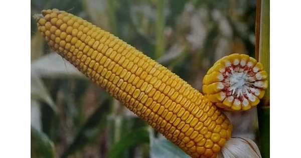 семена кукурузы "ДН Пивиха". ФАО 180
