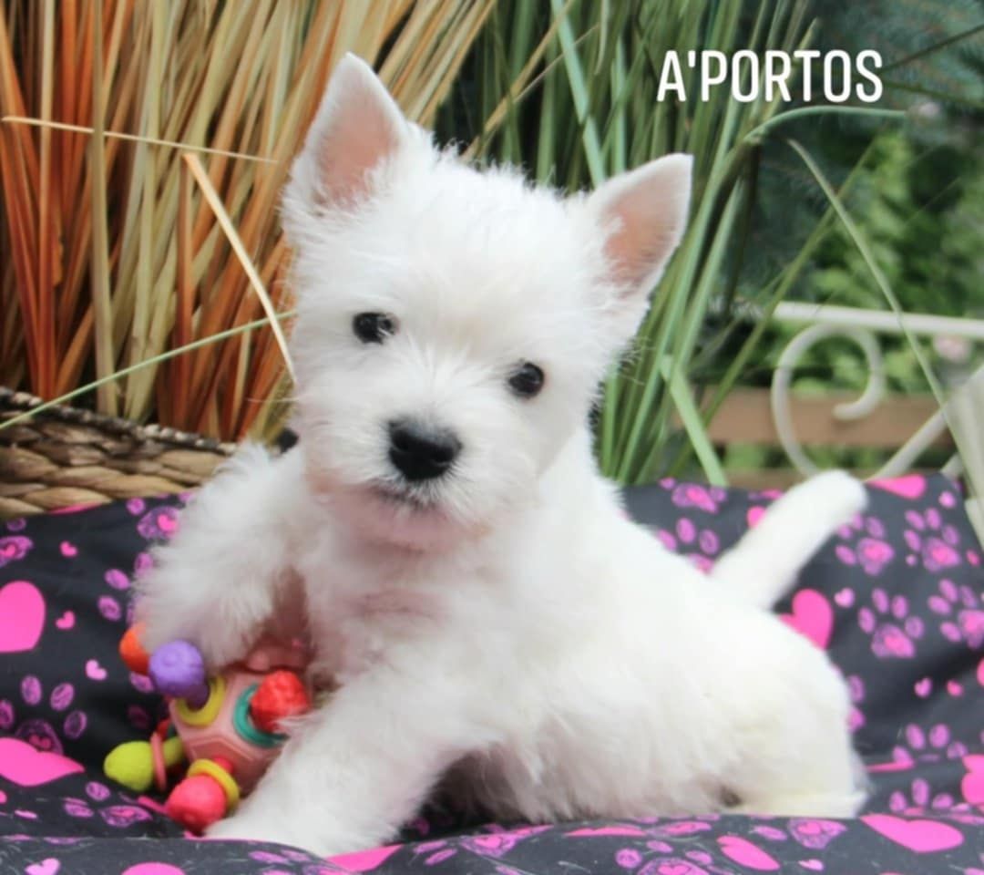 West highland white terrier - piesek ZKWP  FCI