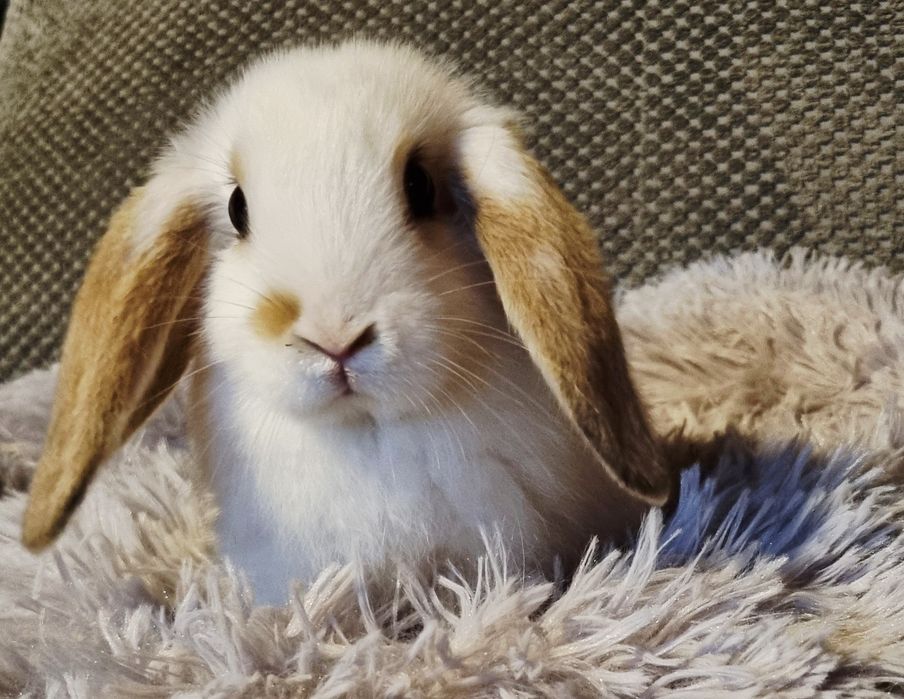 Królik baranek mini lop