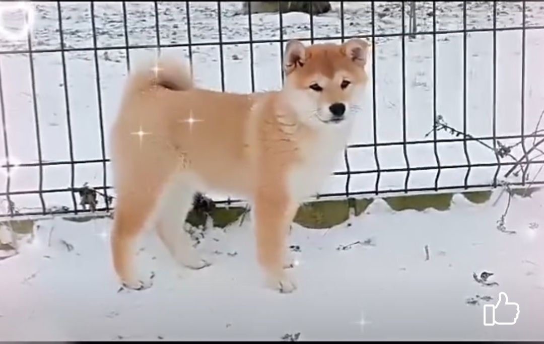 SHIBA suczka ZKwP Lublin