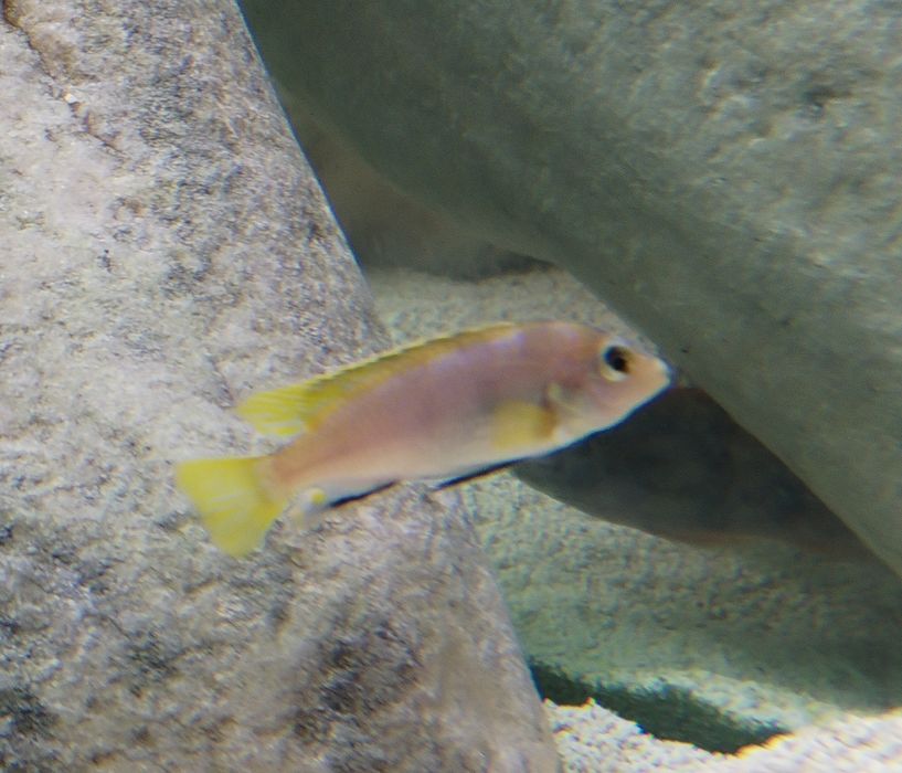 Crias Labidochromis sp Perlmut