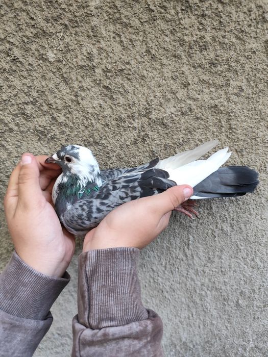 Likwidacja hodowli pocztowych gołębie