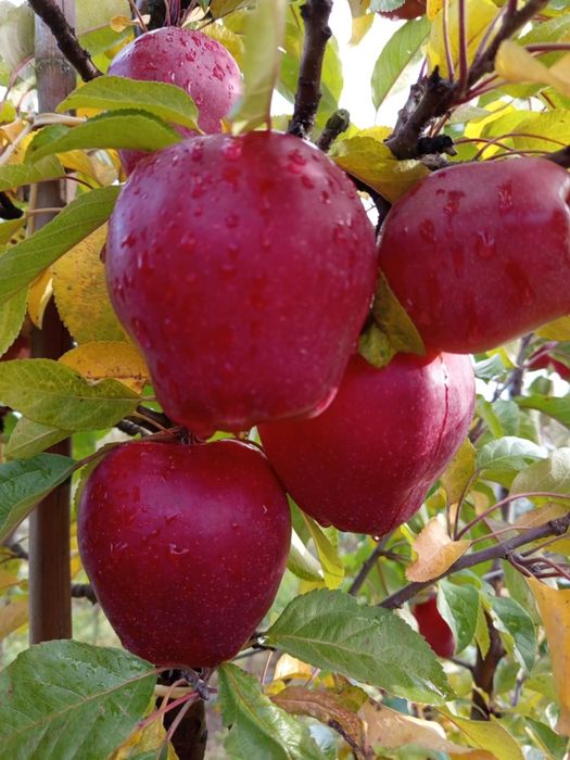 Jabłko gloster 10 kg