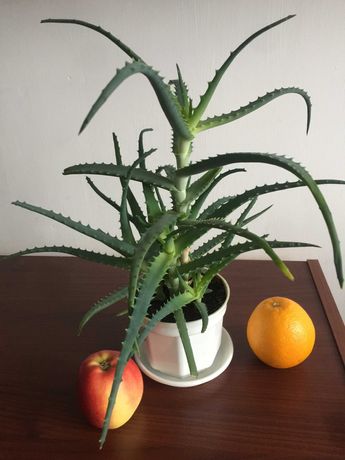 Aloes, roślina lecznicza i dekoracyja