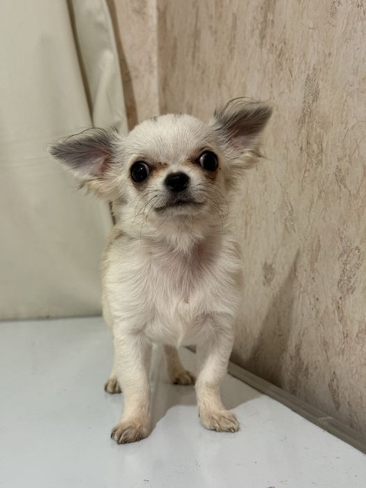 Міні чихуахуа хлопчик