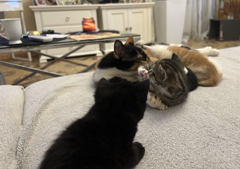 Oddam 3 kotki na kobiec listopada