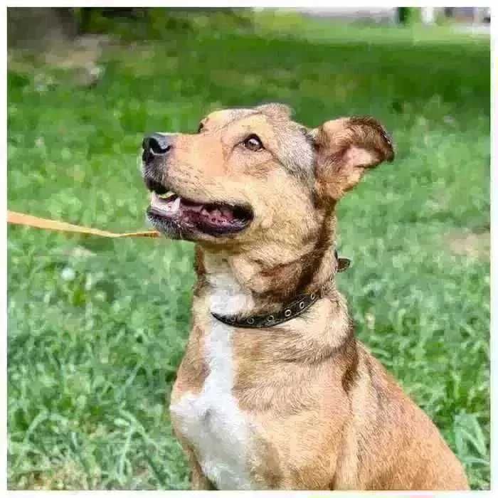 Ищет дом активный дружелюбный пес