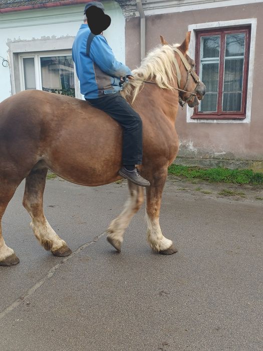 Klacz 9 lat z ogierkiem