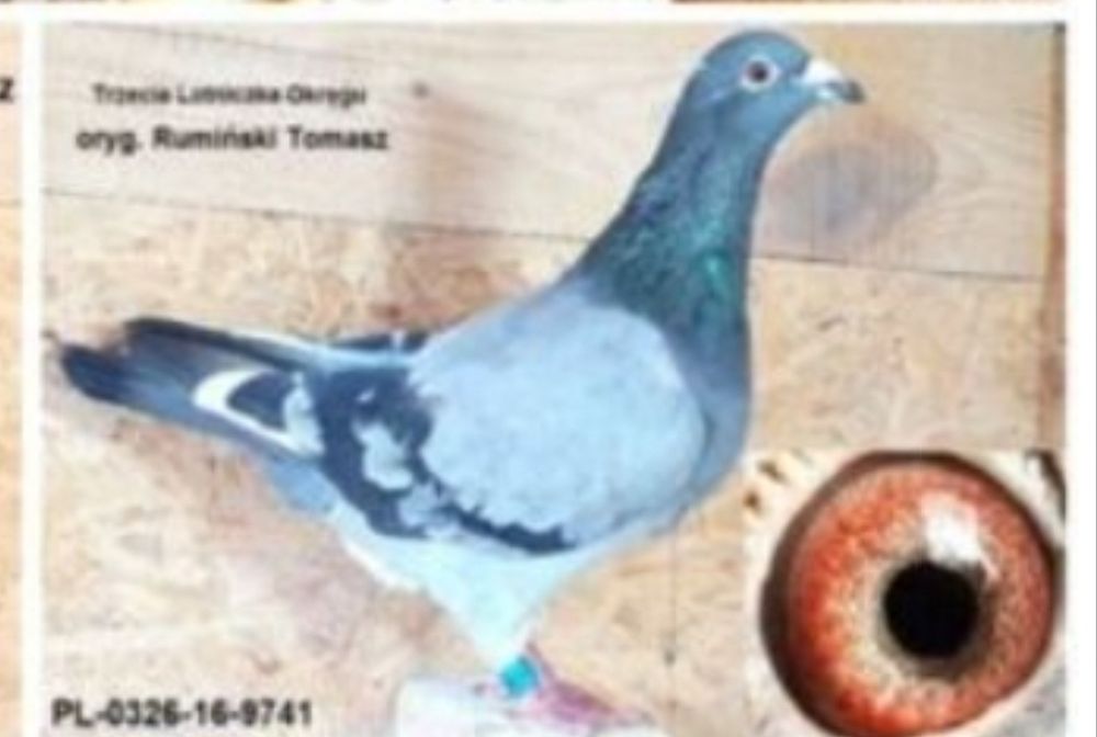 Gołąb pocztowy samiec Tomasz Rumuński