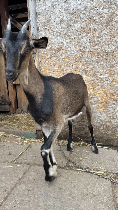 sprzedam dwie kózki