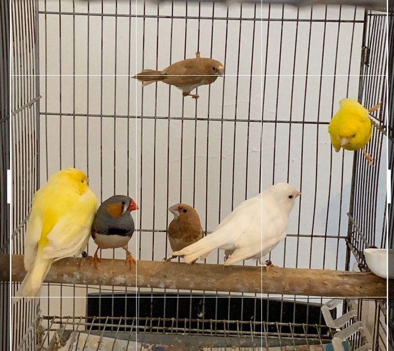 Lote de aves a venda