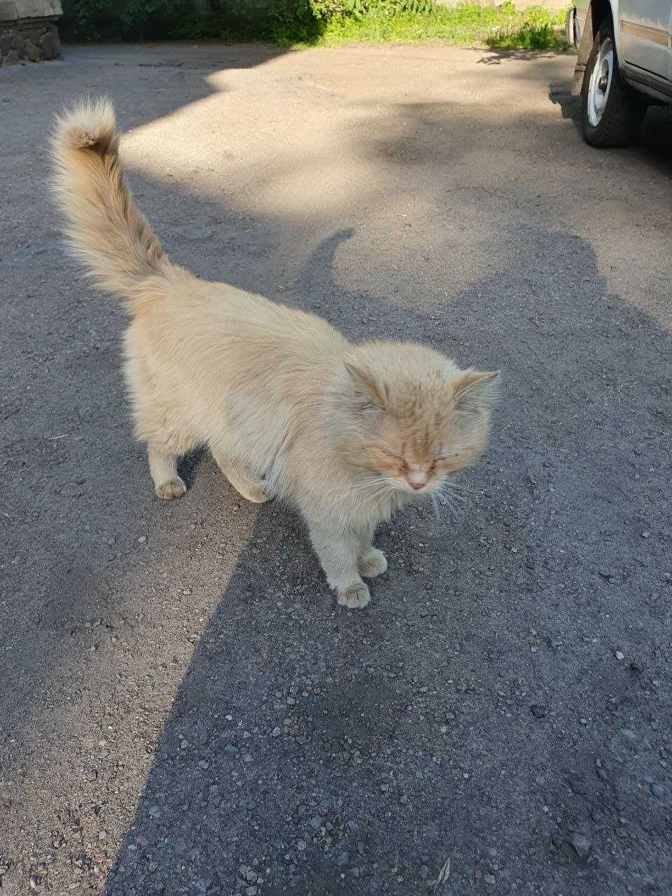 Гарний, лагідний кіт шукає дім!