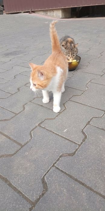 Oddam 2 kotki w dobre rece