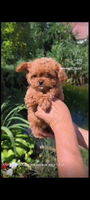 Девочки и мальчики мальтипу