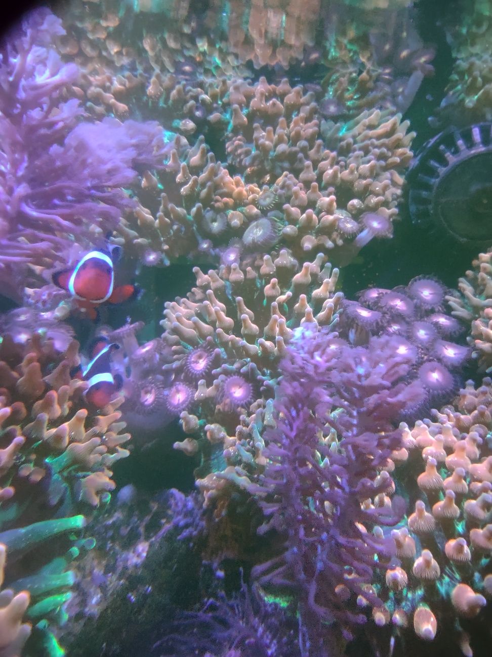 Ukwiał Entacmaea quadricolor