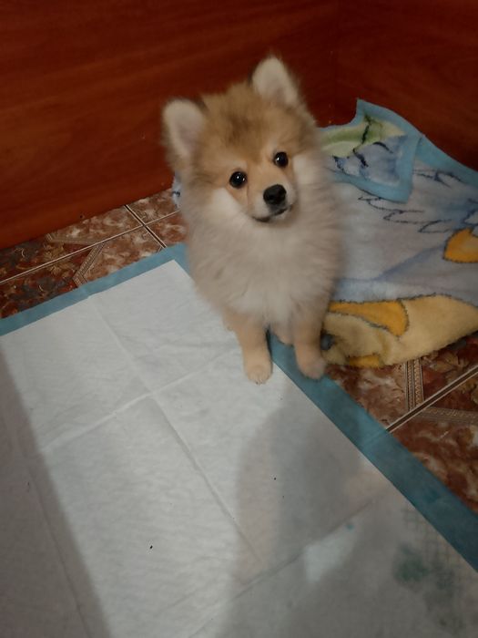 Szpic maly piesek 3 miesiące.