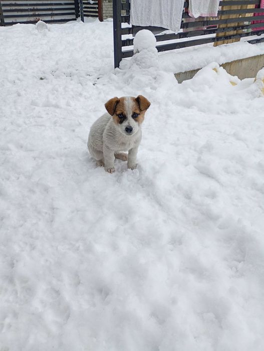 Szczeniaki szukają domu