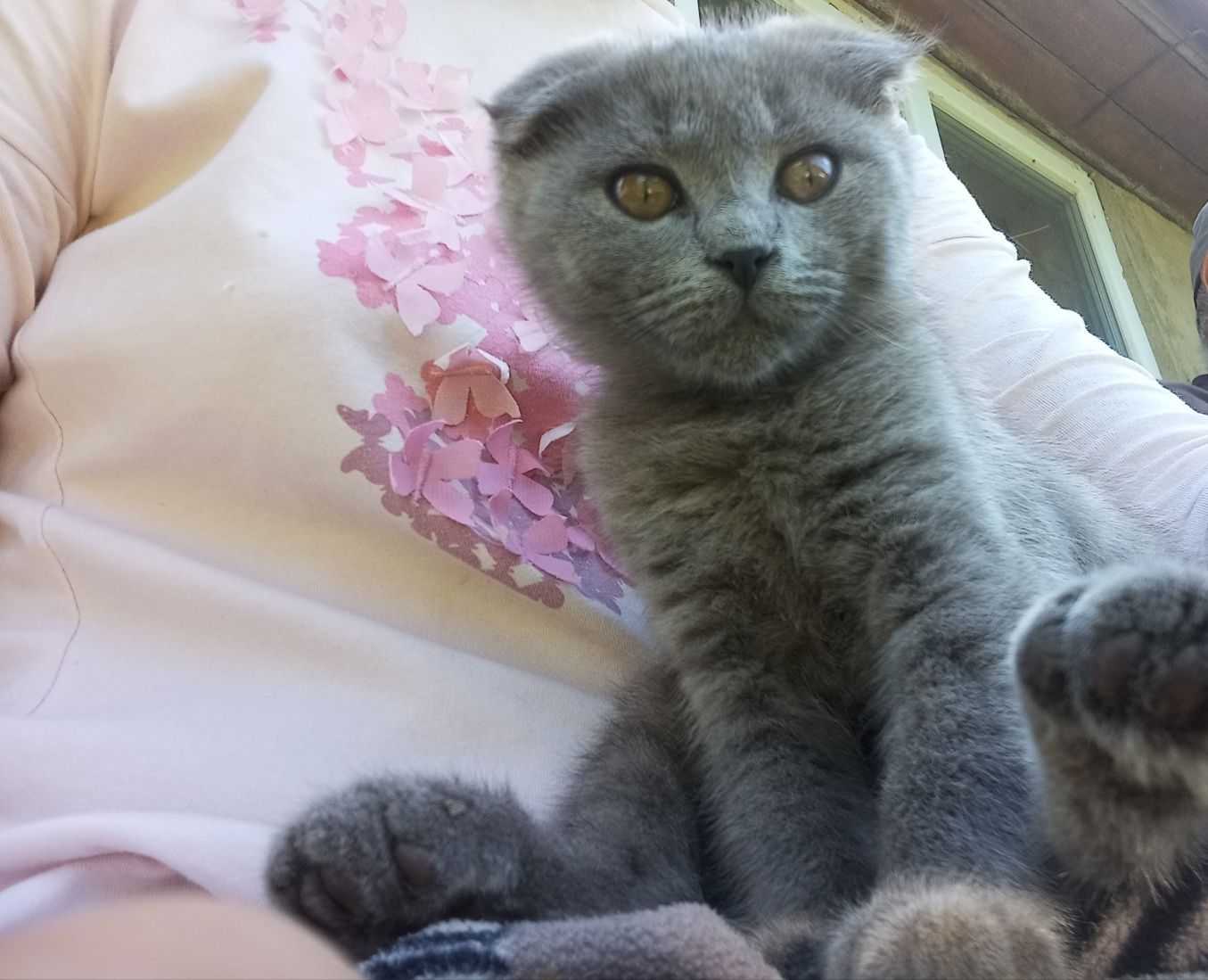 Продам виславуху кішку та британського котика