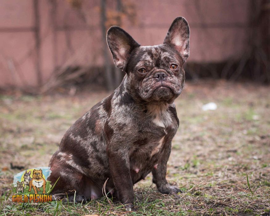 Дівчинка французького бульдога шукає найкращу родину