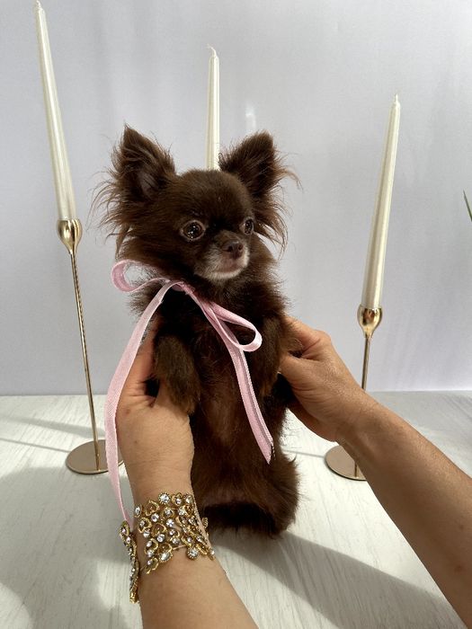 VIP Чіхуахуа справжня красуня