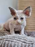 Devon Rex "*Niebieskooki Kocurek **Do Rezerwacji