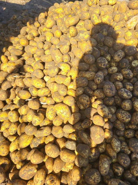 Ziemniaki 15kg Gospodarstwo Rodzinne