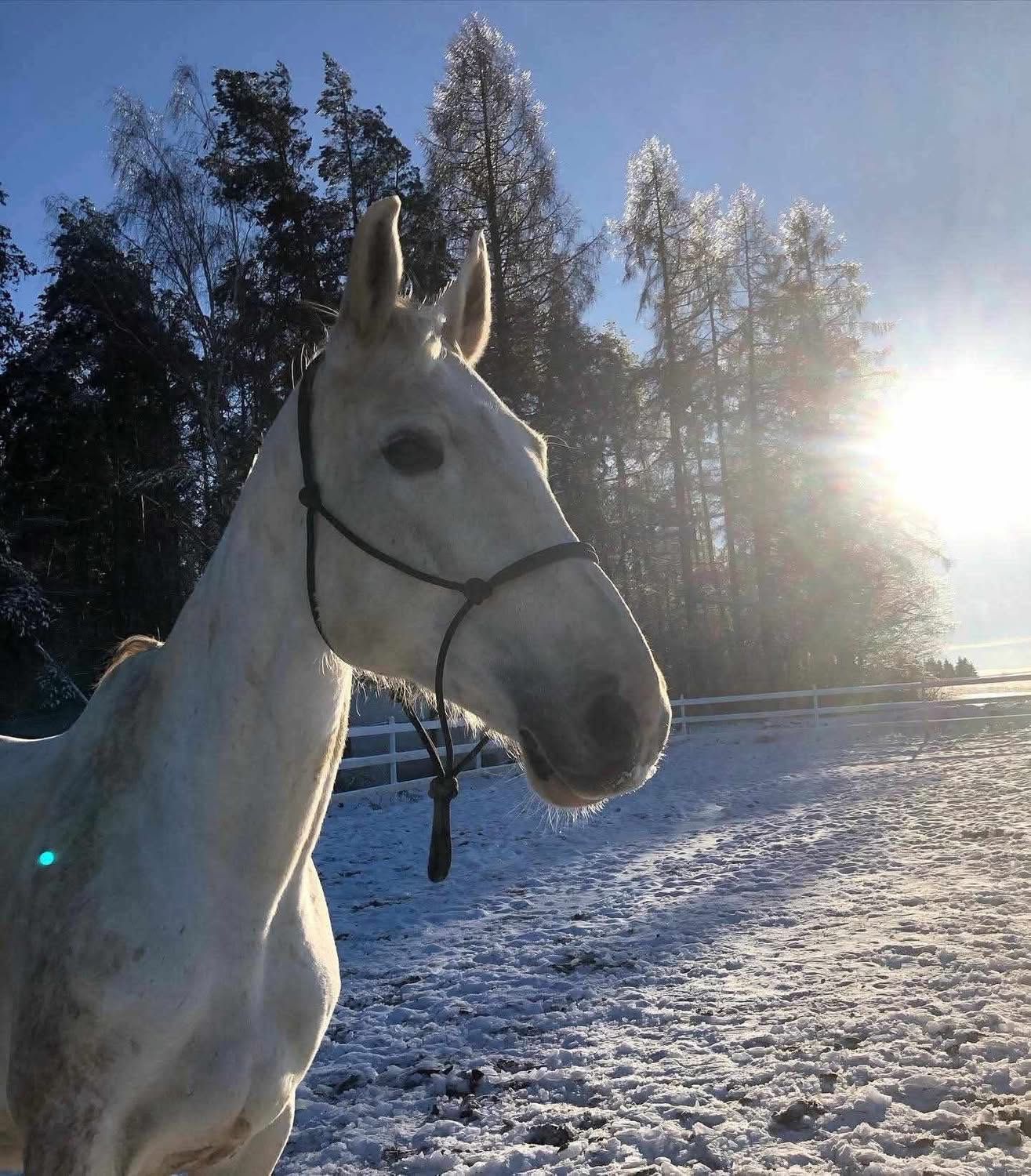 Sprzedam 18 letnią klacz