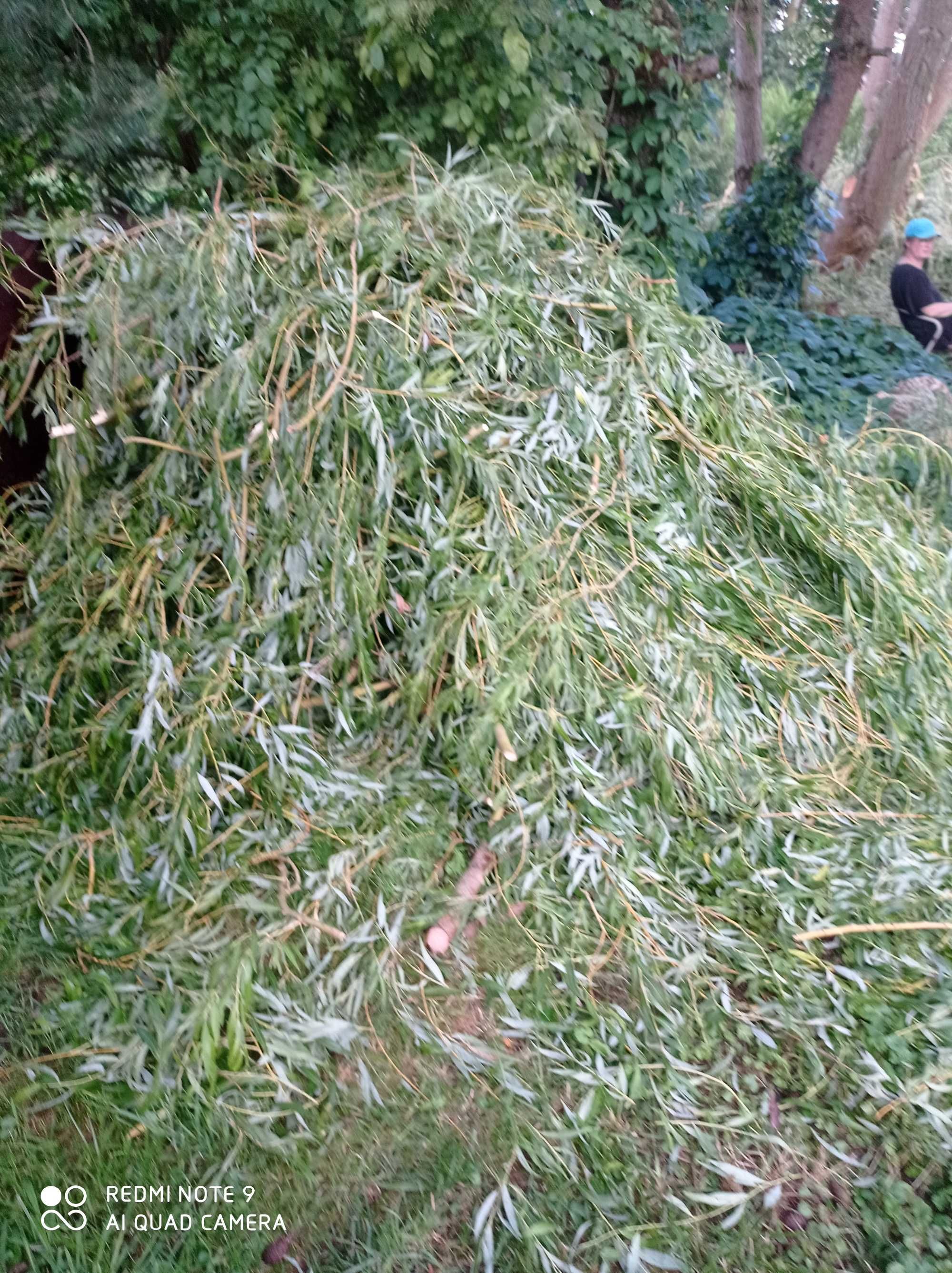 oddam za darmo dwie ścięte duże wierzby