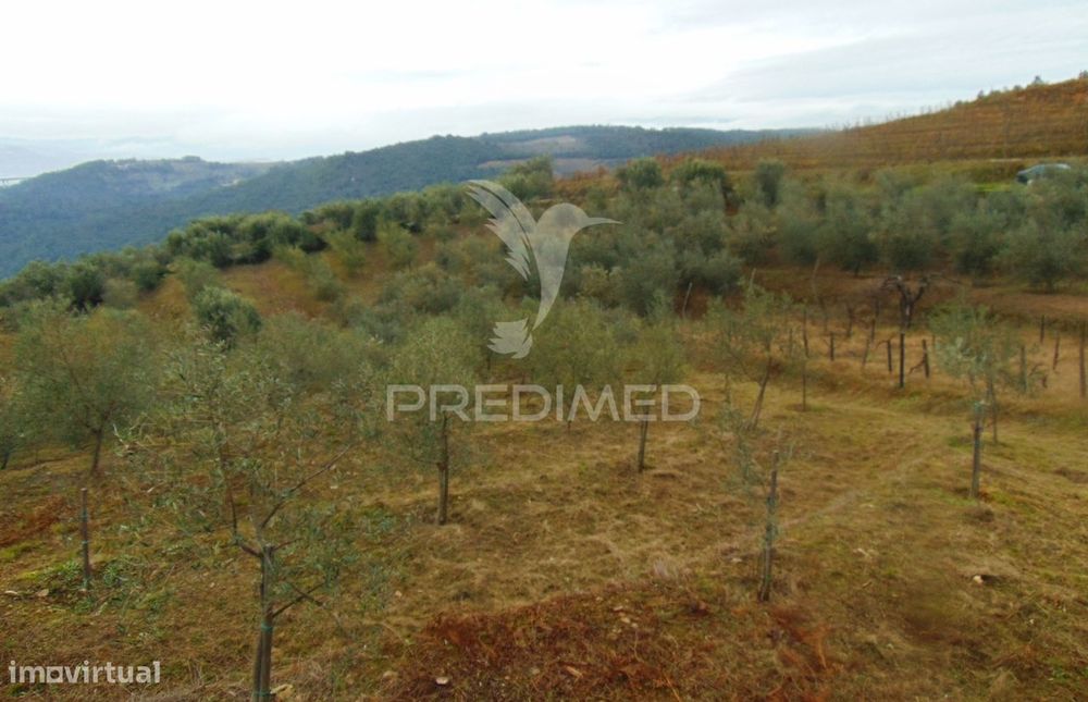 Olival em produção - Abaças / Vila Real