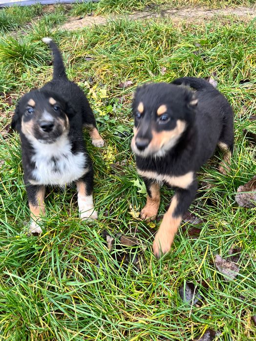 Oddam szczeniaki w dobre ręce