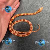 Змея маисовый полоз Pantherophis guttatus ручная Большой выбор раскрас