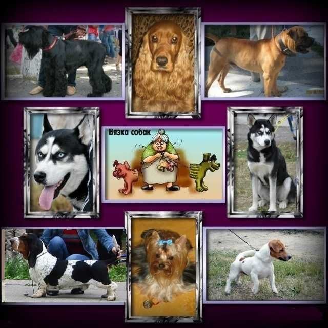 Предлагаем клубных щенков