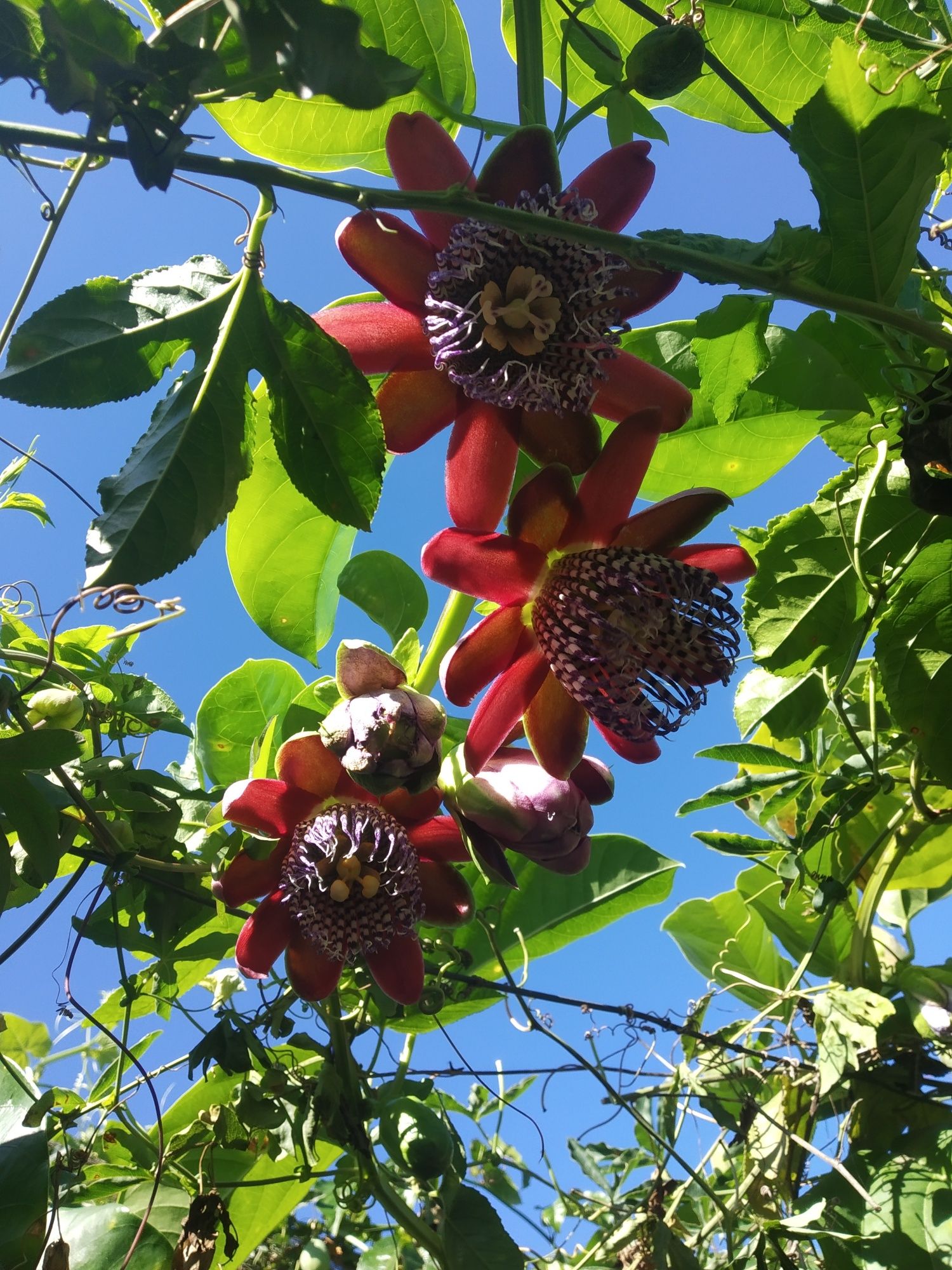 Plantas de maracujá Alata